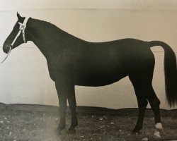 broodmare Linde H 3055 (Heavy Warmblood,  , from Edelfalk Mo 1160)