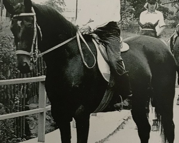 broodmare Lilo H 3369 (Heavy Warmblood, 1969, from Cantus xx 1258)