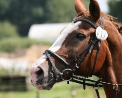 broodmare Ellien Invasion (Hanoverian, 2000, from Escudo I)