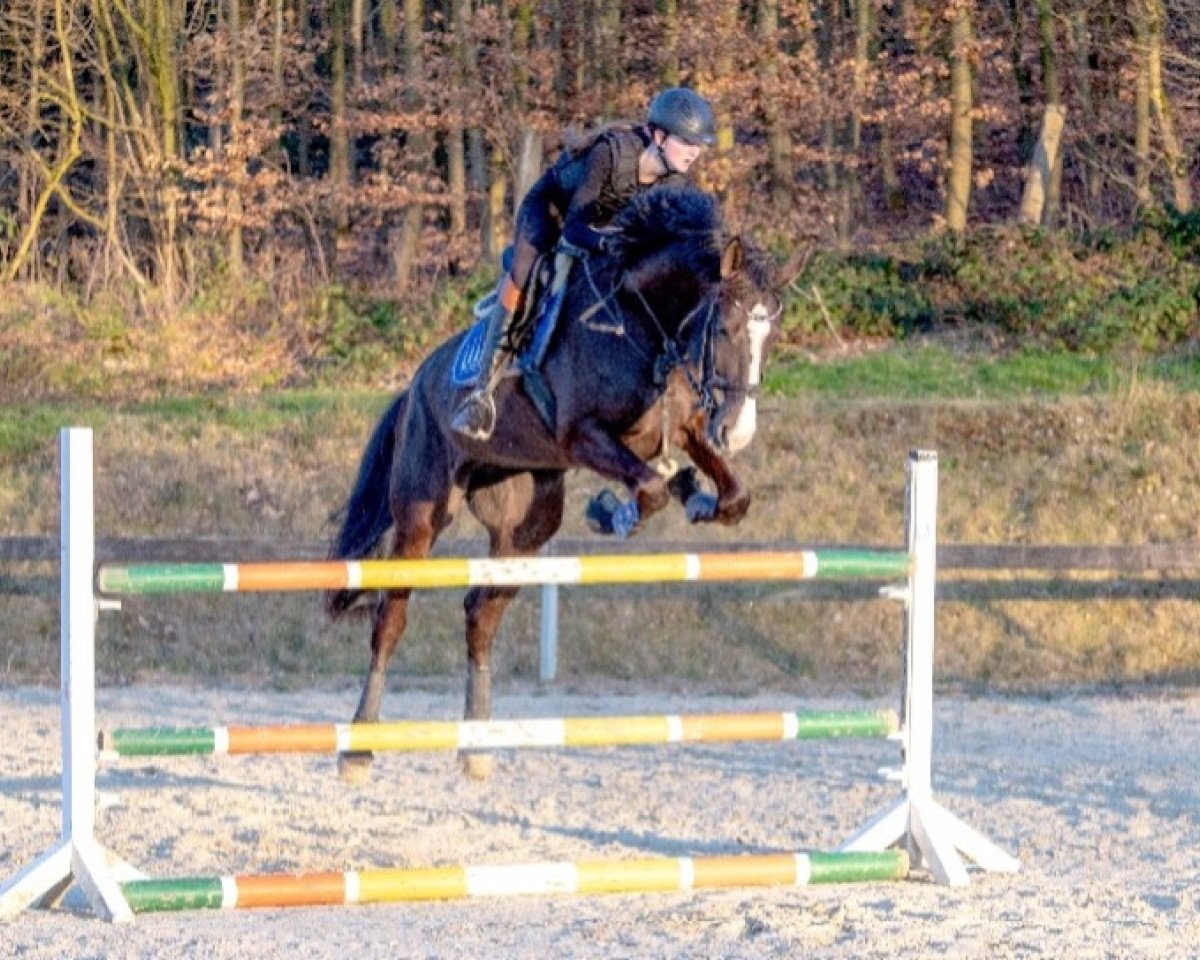 Springpferd Grace Jones 13 (Nederlands Rijpaarden en Pony, 2011, von Creed)