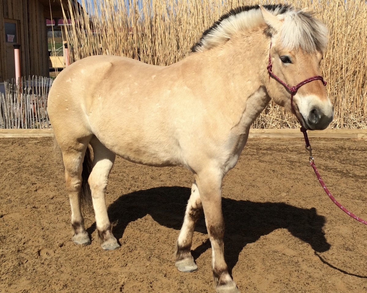 horse Medea vom Matthof (Fjord Horse, 2015, from Dalbyn)