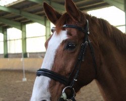 broodmare Rubina (Hanoverian, 2002, from Rotspon)