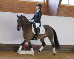 dressage horse Ricardo 455 (New Forest Pony, 2003, from Frisian Forest Marco Polo)