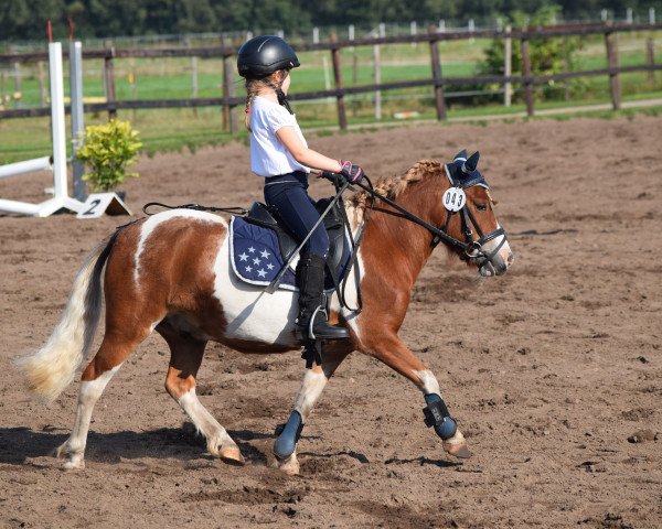 horse Knirps von Stapelholm (Shetland Pony, 2014, from Kaiser of Baltic Sea)