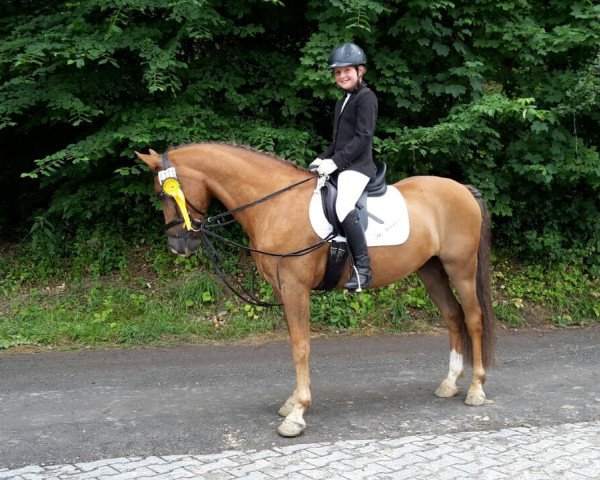 dressage horse Dr. Snuggles (German Riding Pony, 2009)
