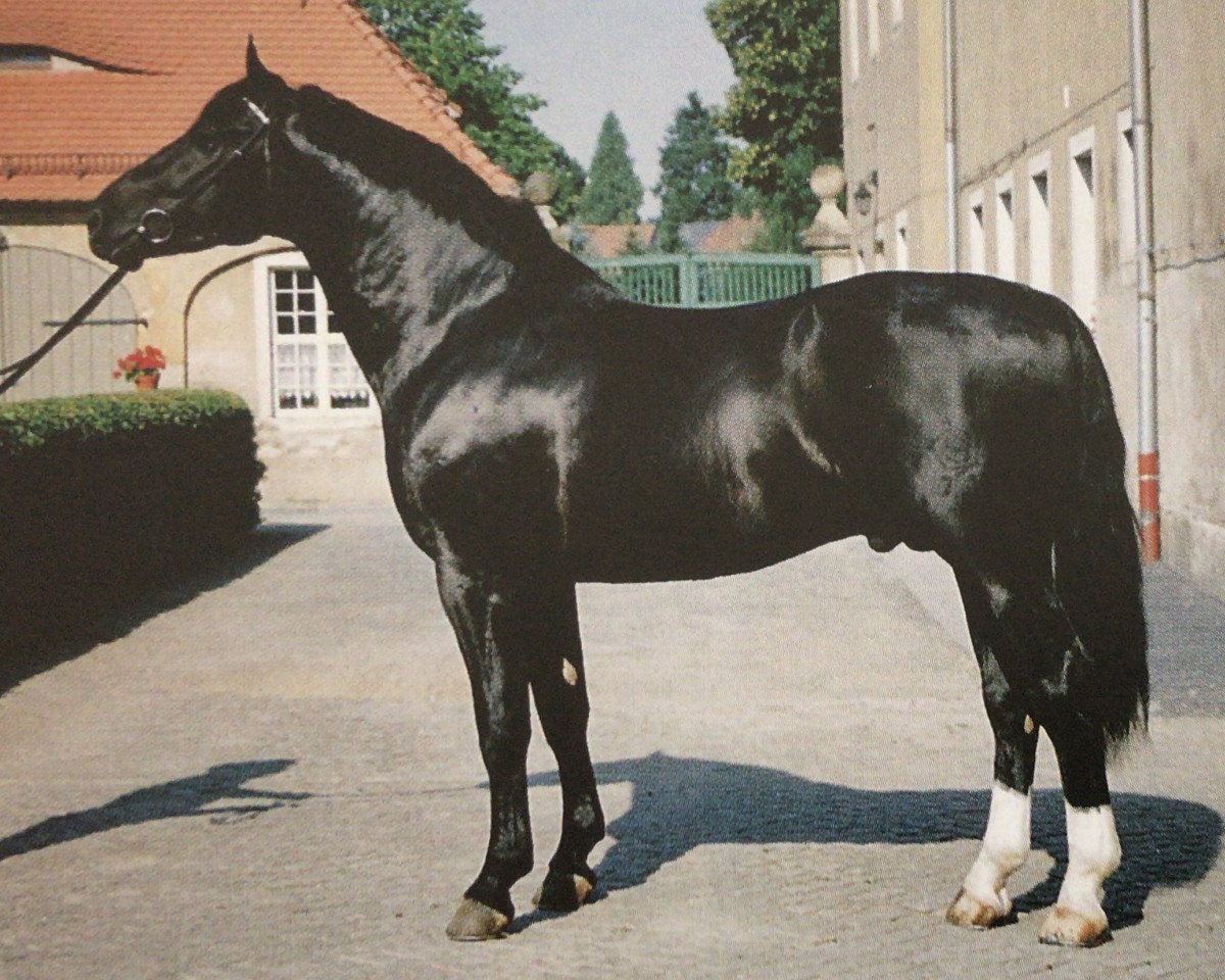 stallion Gerling (Heavy Warmblood, 1996, from Geron)