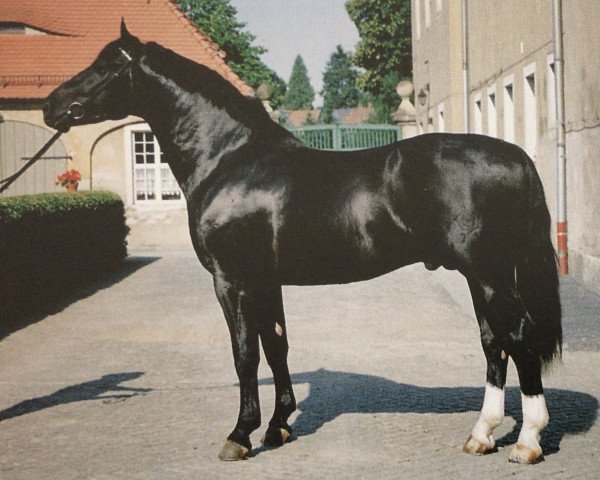 stallion Gerling (Heavy Warmblood, 1996, from Geron)