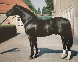 Deckhengst Gerling (Schweres Warmblut, 1996, von Geron)