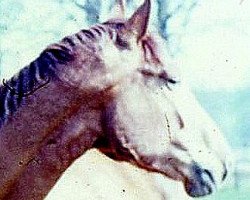 broodmare Selene (Hanoverian, 1966, from Maigraf xx)