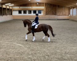 broodmare Fidertänzerin (Hanoverian, 2006, from Fidertanz)