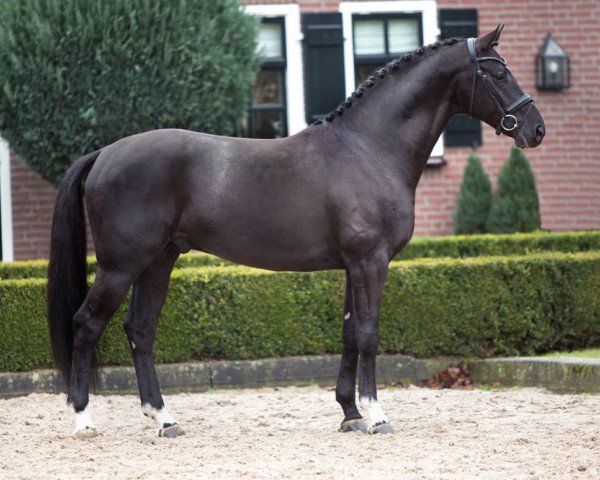 stallion George Clooney (KWPN (Royal Dutch Sporthorse), 2011, from De Niro)