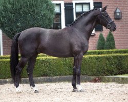 stallion George Clooney (KWPN (Royal Dutch Sporthorse), 2011, from De Niro)