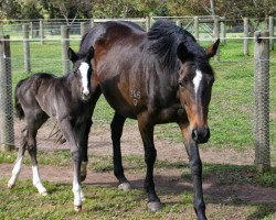 horse Stute von Desert King xx (Thoroughbred, 2013, from Desert King xx)