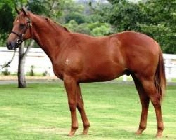 broodmare Celtic Reign xx (Thoroughbred, 2000, from Woodman xx)