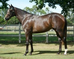 horse Taqneen xx (Thoroughbred, 2011, from Lonhro xx)