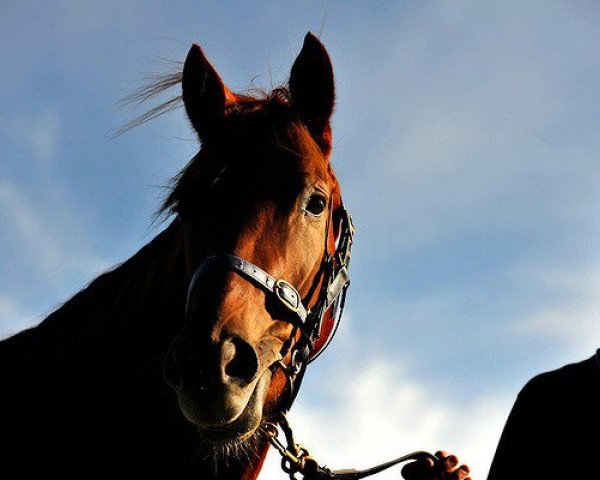 broodmare La Dolce Diva xx (Thoroughbred, 2008, from Fusaichi Pegasus xx)