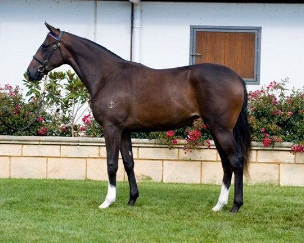 broodmare Stute von Redoute´s Choice xx (Thoroughbred, 2011, from Redoute's Choice xx)