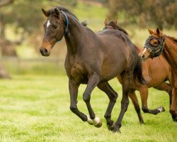 broodmare Makybe Diva xx (Thoroughbred, 1999, from Desert King xx)