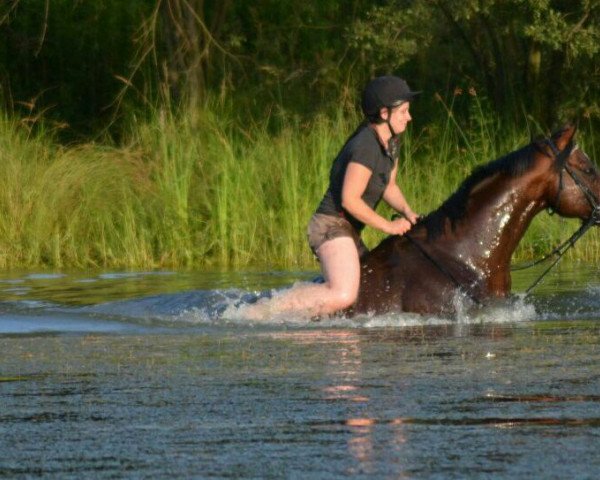 horse Bayram (Thoroughbred,  , from Tertullian xx)