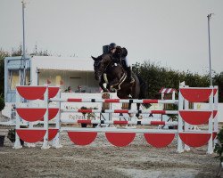 jumper Consandro (Oldenburg, 2009, from Contendro I)