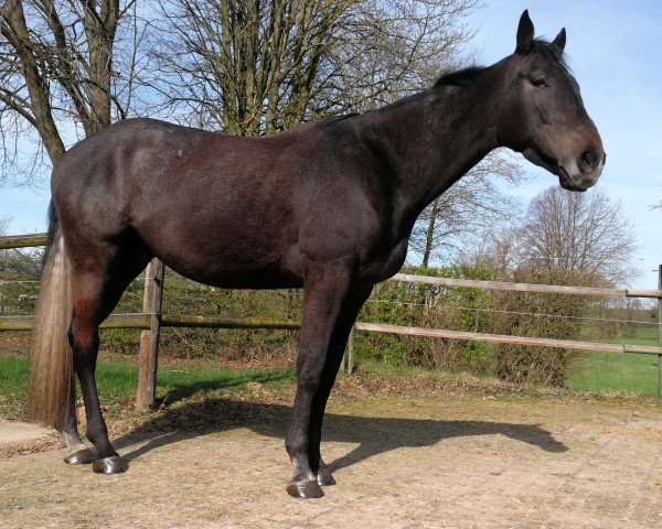 horse Bobby the Best (Thoroughbred, 2016, from Sepoy xx)