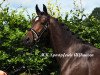 dressage horse Dancing Queen (German Riding Pony, 2014, from Dancing Star)