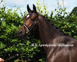 dressage horse Dancing Queen (German Riding Pony, 2014, from Dancing Star)