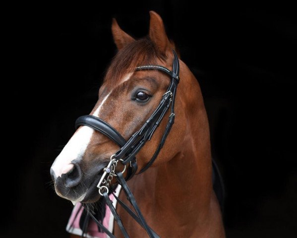 dressage horse Hannibal Rising (unknown, 2012, from Haacon)