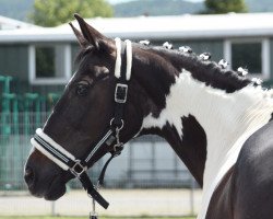 dressage horse Sydney 287 (Polnisches Warmblut, 2007)