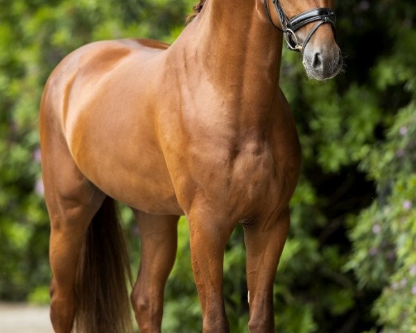 stallion Lantanas (KWPN (Royal Dutch Sporthorse), 2016, from Sir Donnerhall I)