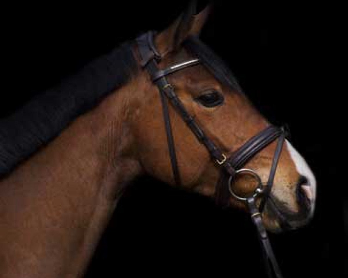 Pferd Light of Glory (Westfale, 2011, von Last Man Standing)