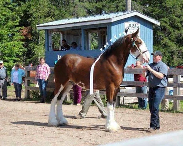 Pferd Doura Delaney (Clydesdale, 2013, von Doura Rising Star)