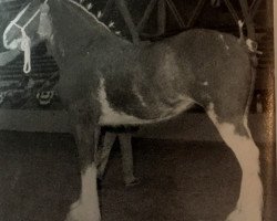 Zuchtstute Doura Beth (Clydesdale, 1986, von Doura Magnificent)