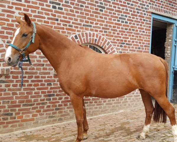 Pferd Red Diamond (Westfale, 2008, von Rohdiamant)