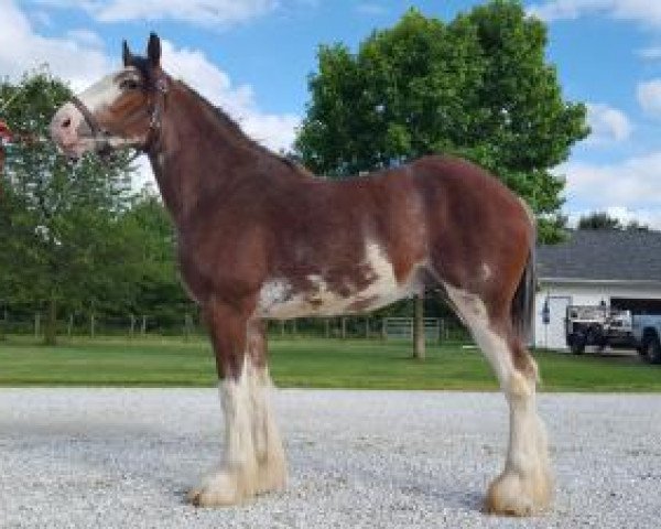 Deckhengst Double Shoe's Final Trick (Clydesdale, 2015, von California Canyon Merlin)