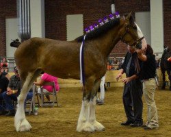 Pferd Double Shoe Shadow's Rose (Clydesdale, 2011, von Kaplyn Prince's Shadow)