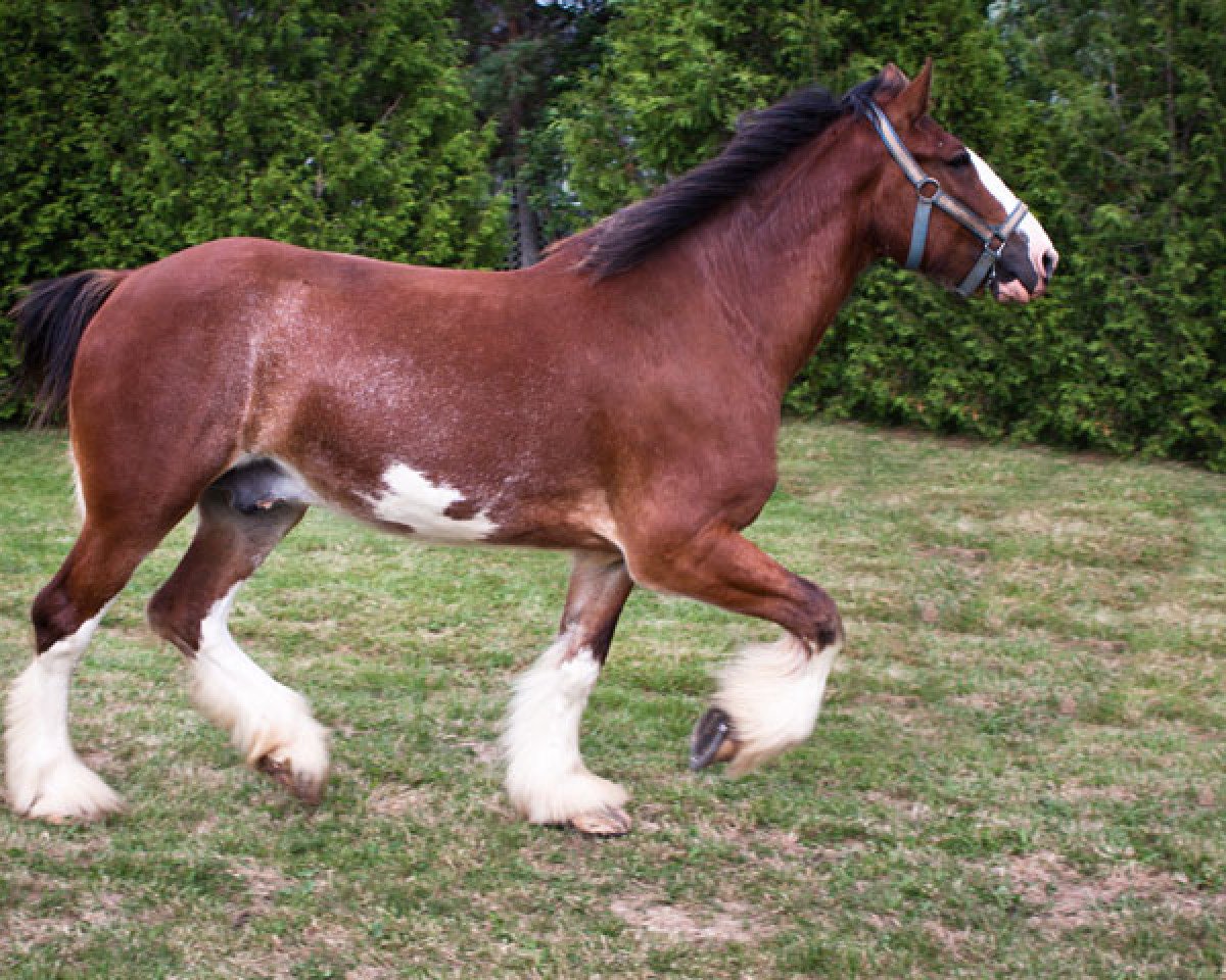 horse Double M Commander (Clydesdale, 2007, from Sprucewood Roxi's Silver)