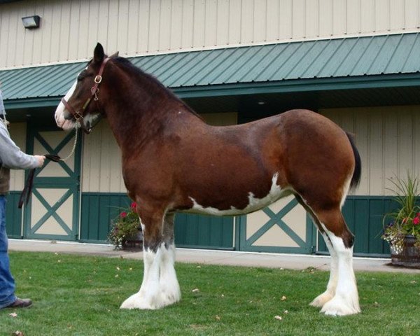 broodmare Double H Dixie (Clydesdale, 2007, from Hughes' Liveoak Candy's Spanky)