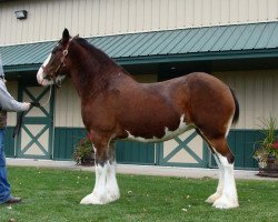 Zuchtstute Double H Dixie (Clydesdale, 2007, von Hughes' Liveoak Candy's Spanky)