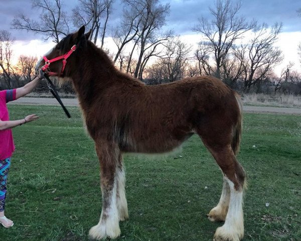 horse Double D's Daise (Clydesdale, 2017, from ADKS Luthur)