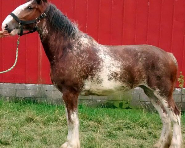 horse Donview Summer Joy (Clydesdale, 2012, from Karvelton Mac's Sensation)