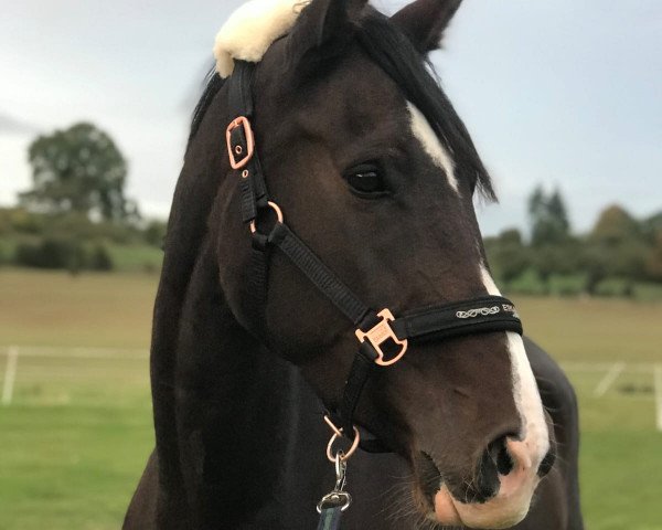 broodmare Corona (Oldenburg, 2013, from Lyjanero)