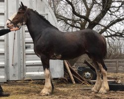 Zuchtstute Donview Lady Mayella (Clydesdale, 2011, von Karvelton Mac's Sensation)