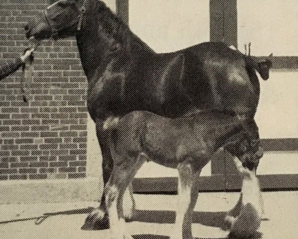 broodmare Donna-D.J. (Clydesdale, 1981, from Dandy John)