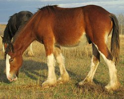 horse Donegal Wreford (Clydesdale, 2012, from Donegal Lockinvar)