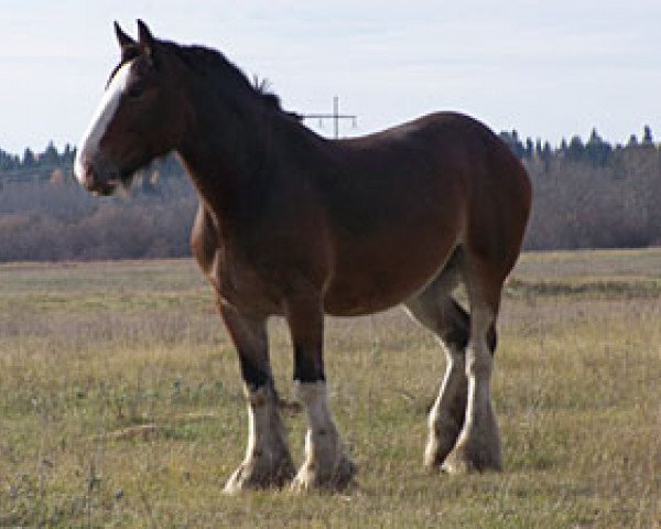 broodmare Donegal Winnie (Clydesdale, 2002, from Donegal Northern Exposure)