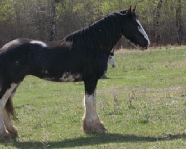 broodmare Donegal Vanessa (Clydesdale, 2003, from Donegal Joe Nine Lives)