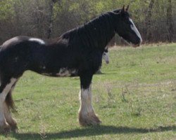 Zuchtstute Donegal Vanessa (Clydesdale, 2003, von Donegal Joe Nine Lives)