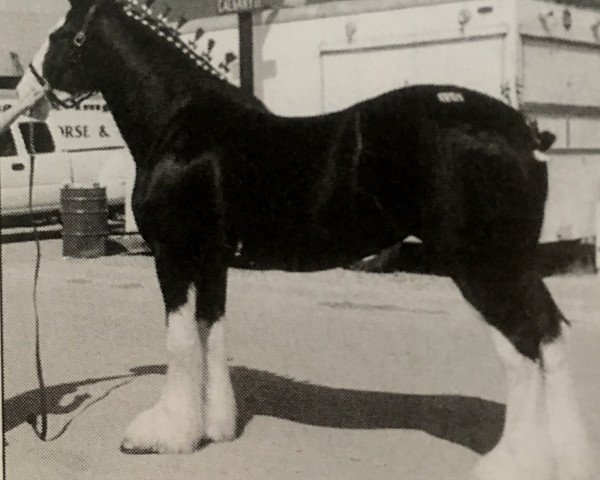 Pferd Donegal Tina II (Clydesdale, 2000, von Donegal Joe Nine Lives)