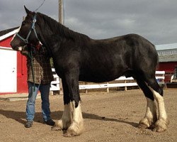 horse Donegal Tanner (Clydesdale, 2013, from SFF Stonewall Jack)